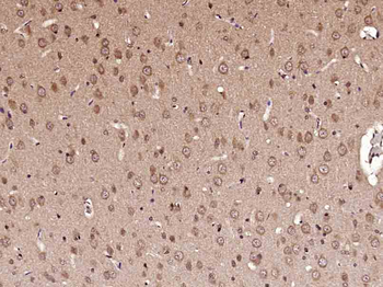 C-fos Rabbit Polyclonal Antibody