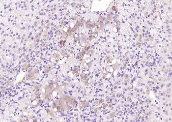 Chromogranin B Rabbit Polyclonal Antibody