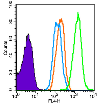 ChAT Rabbit Polyclonal Antibody
