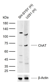 ChAT Rabbit Polyclonal Antibody