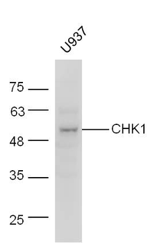 CHK1 Rabbit Polyclonal Antibody