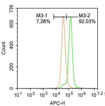 CHEK2 Rabbit Polyclonal Antibody