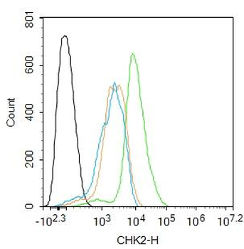CHEK2 Rabbit Polyclonal Antibody