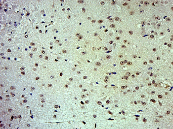 C-jun Rabbit Polyclonal Antibody
