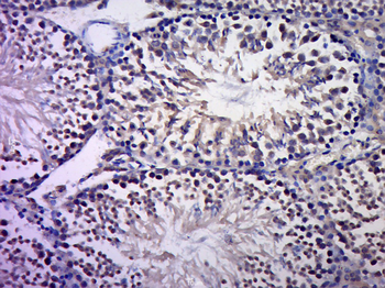 C-jun Rabbit Polyclonal Antibody
