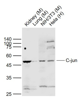 C-jun Rabbit Polyclonal Antibody