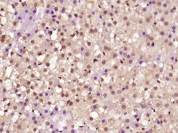 Jun D Rabbit Polyclonal Antibody