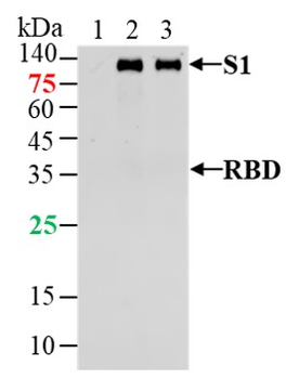 SARS-CoV-2 (2019-nCoV) Spike S1 Mouse Monoclonal Antibody