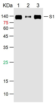 SARS-CoV-2 (2019-nCoV) Spike S1 Mouse Monoclonal Antibody