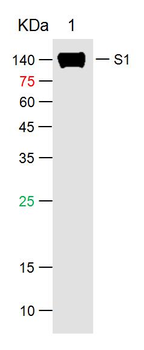 SARS-CoV-2 (2019-nCoV) Spike S1 Mouse Monoclonal Antibody