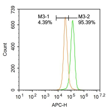 Cytokeratin 8 Rabbit Polyclonal Antibody
