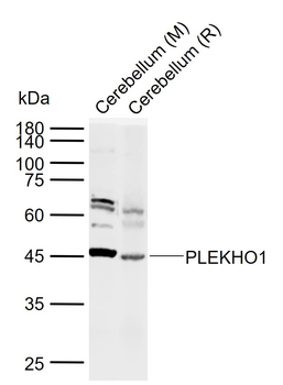 PLEKHO1 Rabbit Polyclonal Antibody