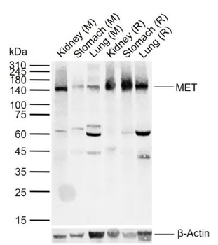 MET Rabbit Polyclonal Antibody