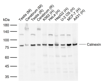 Calnexin Rabbit Polyclonal Antibody