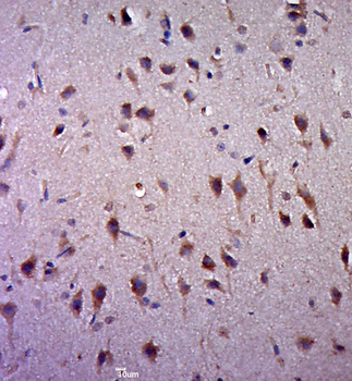 CNPase Rabbit Polyclonal Antibody