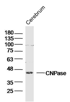 CNPase Rabbit Polyclonal Antibody