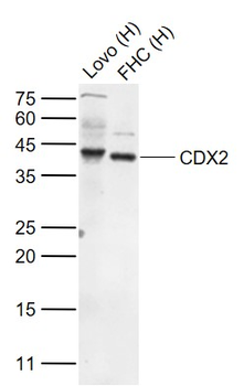 CDX2 Rabbit Polyclonal Antibody