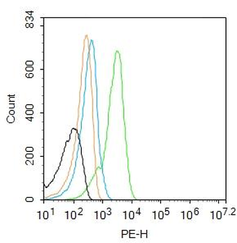 CALB2 Rabbit Polyclonal Antibody