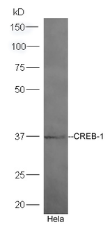 CREB-1 Rabbit Polyclonal Antibody