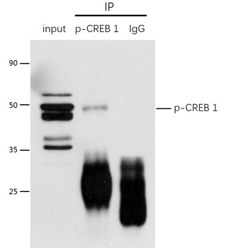 Phospho-CREB-1 (Ser133) Rabbit Polyclonal Antibody
