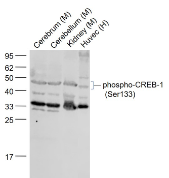 Phospho-CREB-1 (Ser133) Rabbit Polyclonal Antibody