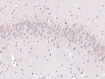 Phospho-MEK1 (Ser298) Rabbit Polyclonal Antibody