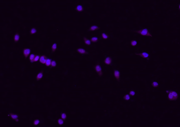 Histone H3 (Di Methyl K36) Rabbit Polyclonal Antibody (Cy5.5)