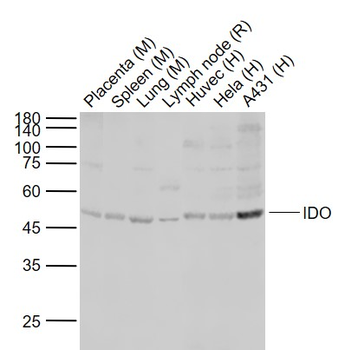 IDO1 Rabbit Polyclonal Antibody