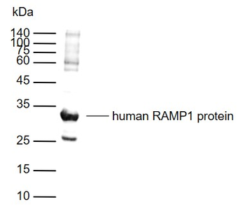 RAMP1 Rabbit Polyclonal Antibody