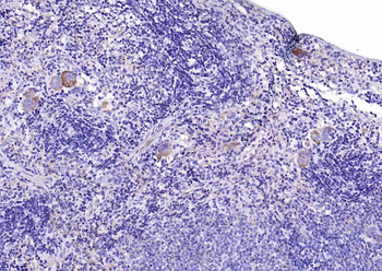 GP1BA Recombinant Rabbit Monoclonal Antibody