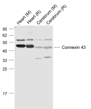 Connexin 43 Rabbit Polyclonal Antibody