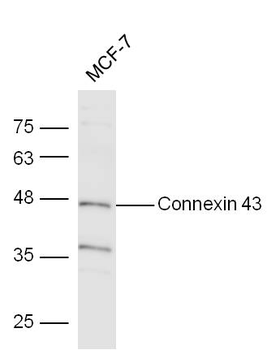 Connexin 43 Rabbit Polyclonal Antibody