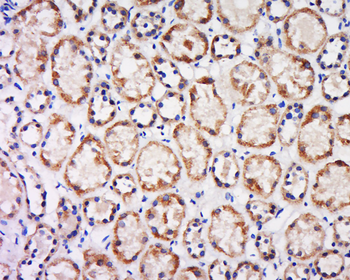 CX3CL1 Rabbit Polyclonal Antibody