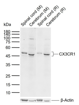 CX3CR1 Rabbit Polyclonal Antibody