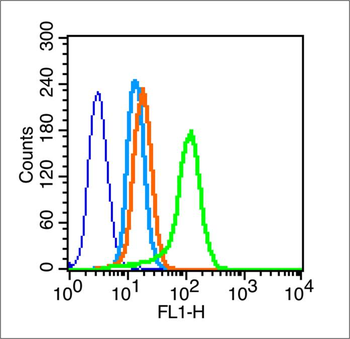 Cyclin B1 Rabbit Polyclonal Antibody