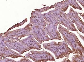 Cyclin B1 Rabbit Polyclonal Antibody