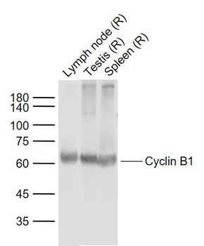 Cyclin B1 Rabbit Polyclonal Antibody