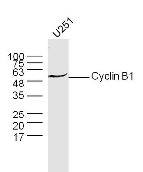 Cyclin B1 Rabbit Polyclonal Antibody