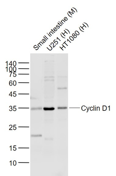 Cyclin D1 Rabbit Polyclonal Antibody