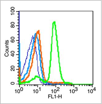 Cyclin E1 Rabbit Polyclonal Antibody