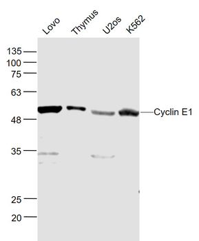 Cyclin E1 Rabbit Polyclonal Antibody