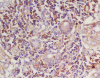 Cyclin E1 Rabbit Polyclonal Antibody