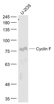 Cyclin F Rabbit Polyclonal Antibody