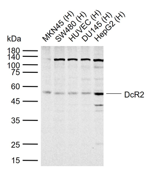 DcR2 Rabbit Polyclonal Antibody