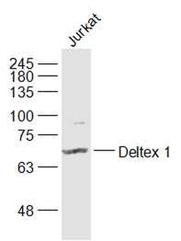 Deltex 1 Rabbit Polyclonal Antibody