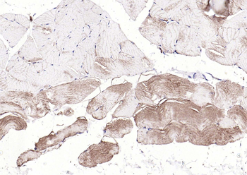 Desmin Rabbit Polyclonal Antibody