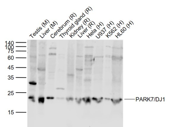 PARK7/DJ1 Rabbit Polyclonal Antibody