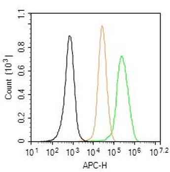 Dnmt3a Rabbit Polyclonal Antibody