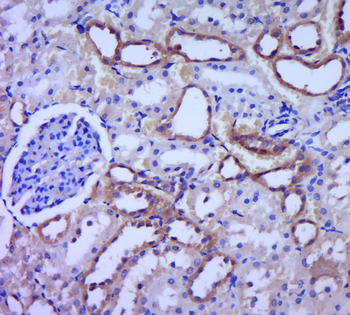 Dnmt3a Rabbit Polyclonal Antibody