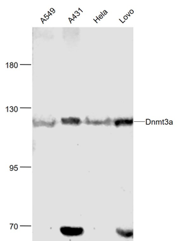 Dnmt3a Rabbit Polyclonal Antibody